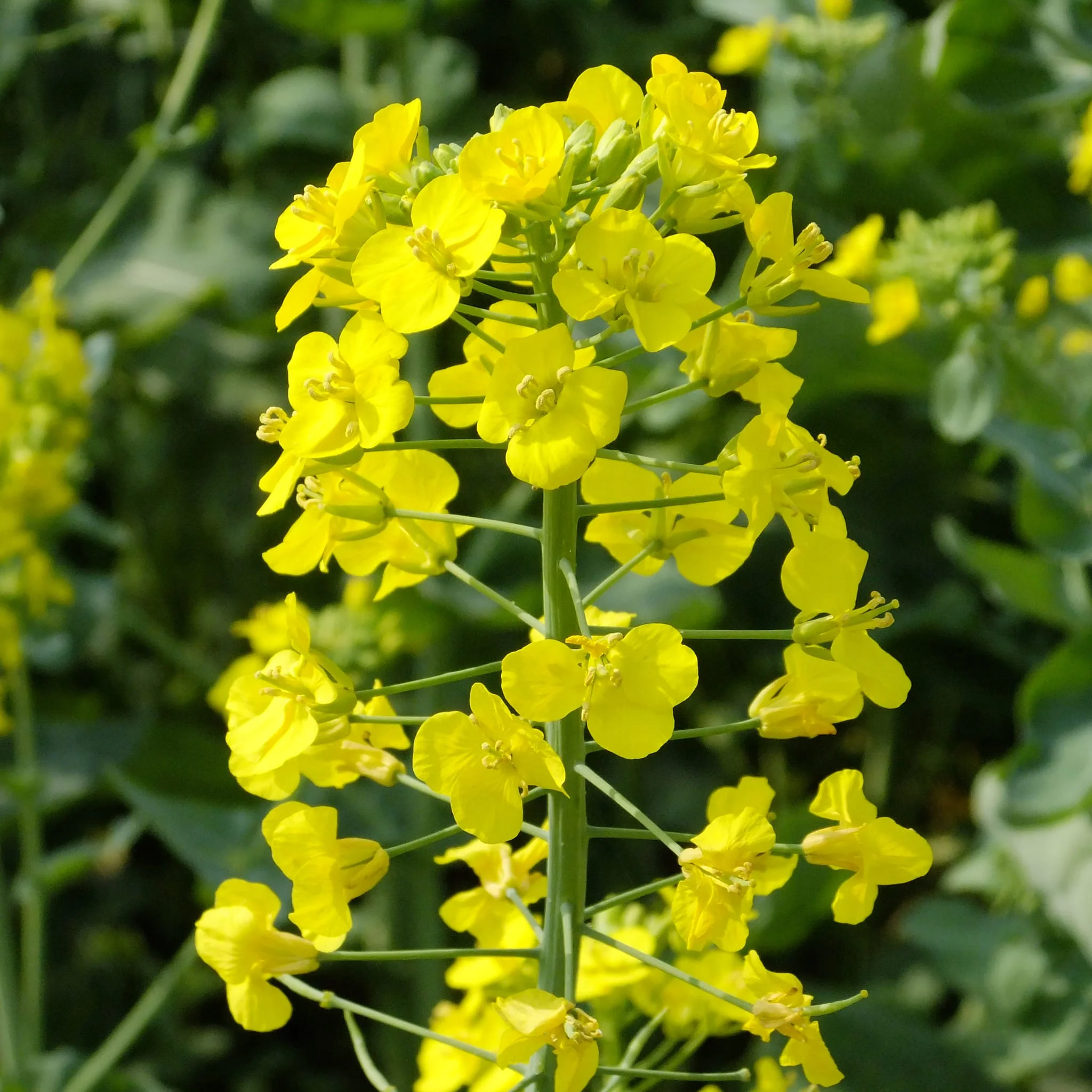 Canola-Oil-Seeds-min.webp