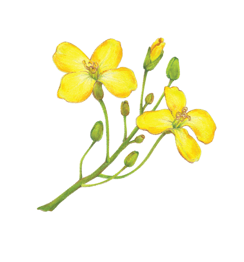 Canola-png-min.png